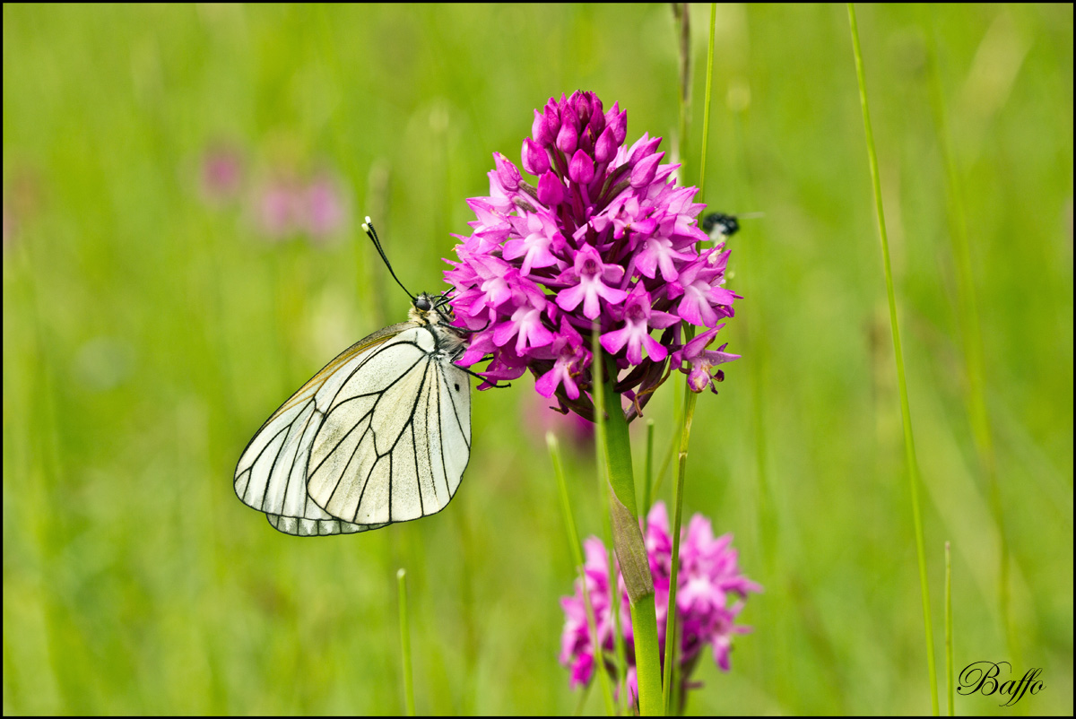 Aporia crataegi